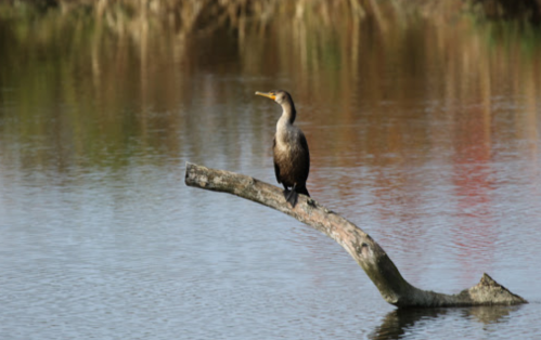 A bird perched on a log over calm water, surrounded by blurred greenery in the background.