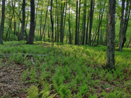 Lush green ferns cover the forest floor, surrounded by tall trees in a vibrant, sunlit woodland.