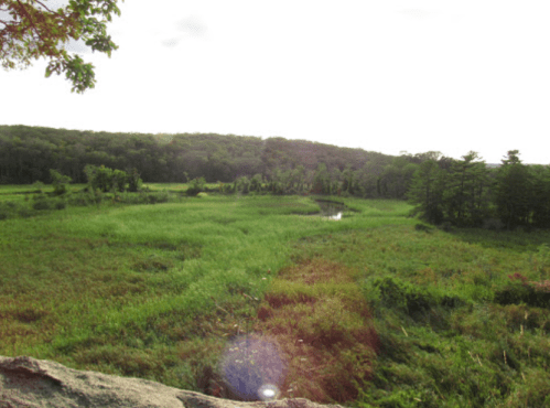 A lush green landscape with a wetland area, surrounded by trees and distant hills under a bright sky.