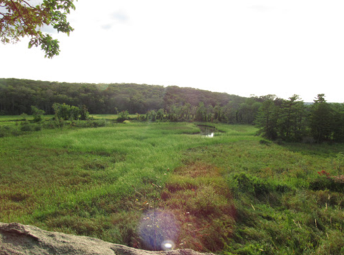 A lush green landscape with a wetland area, surrounded by trees and distant hills under a bright sky.