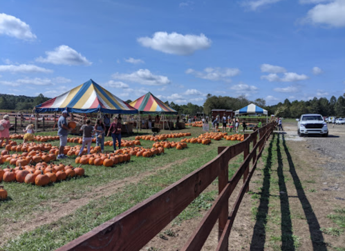 A pumpkin patch with colorful tents, people browsing pumpkins, and a white truck parked nearby under a blue sky.