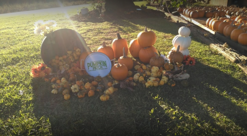 A display of pumpkins and gourds on grass, with a sign reading "Pumpkin Patch" and decorative flowers.