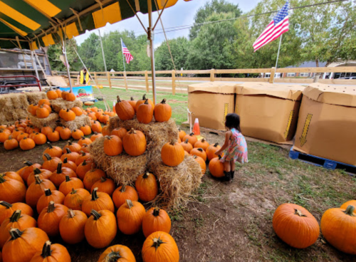 A child explores a pumpkin patch with hay bales and American flags in the background.