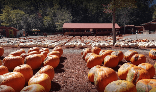 A pumpkin patch filled with large orange pumpkins, with a rustic building and trees in the background.