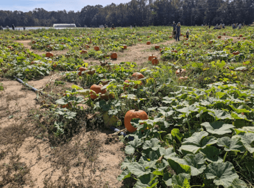 A pumpkin patch with numerous pumpkins among green vines, and people walking in the background.