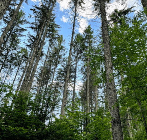 Tall trees reaching towards a blue sky, surrounded by lush green foliage in a serene forest setting.