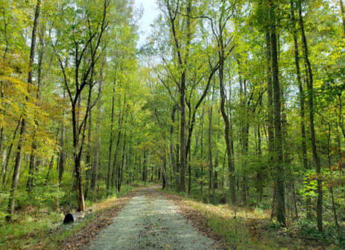 A serene forest path lined with tall trees and dappled sunlight filtering through the leaves.