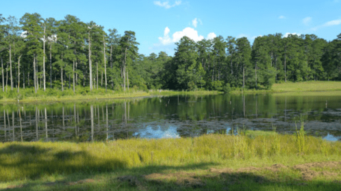 A serene pond surrounded by lush greenery and tall trees under a clear blue sky. Reflections shimmer on the water's surface.
