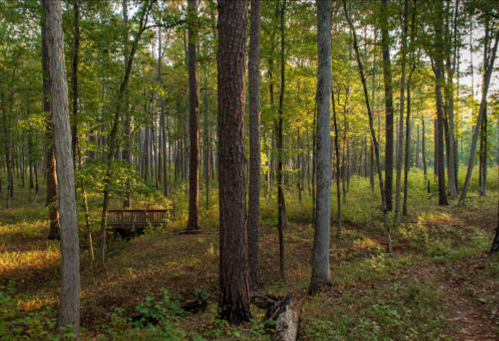 A serene forest scene with tall trees and a wooden platform surrounded by lush greenery and soft sunlight.