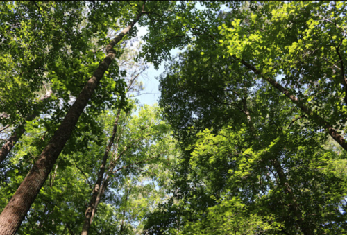 Looking up at a dense canopy of green leaves and tall trees against a bright blue sky.