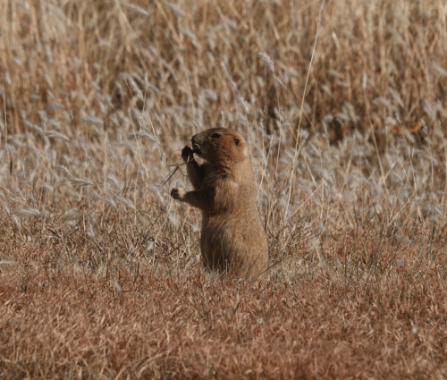 A small mammal stands upright in a field of dry grass, holding a piece of vegetation in its mouth.