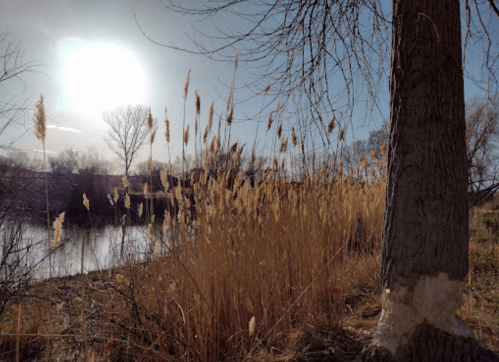A serene riverside scene with tall grasses, a tree trunk, and the sun shining in a clear blue sky.