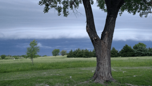 A large tree stands in a grassy field under a dramatic, cloudy sky with dark storm clouds in the distance.