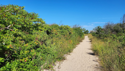 A sandy path surrounded by lush greenery and blue skies, leading through a natural landscape.