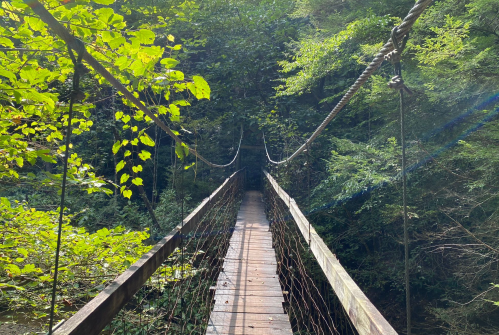 A wooden suspension bridge surrounded by lush greenery and trees, leading into a dense forest.