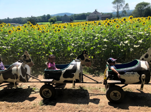 Children ride in cow-shaped carts through a sunflower field on a sunny day.