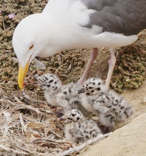 A seagull stands near three fluffy, spotted chicks on a nest, surrounded by natural vegetation.