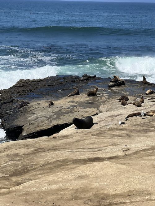 Seals lounging on rocky shore with ocean waves in the background under a clear blue sky.