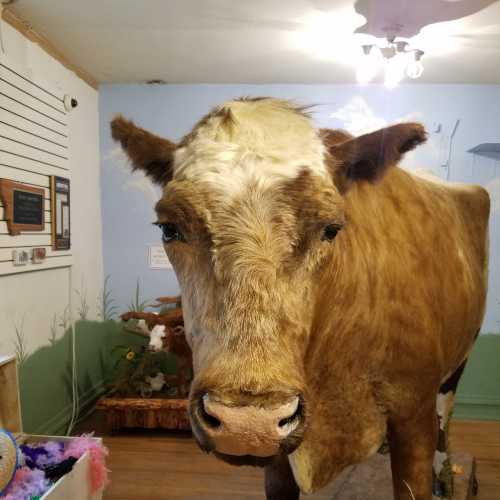 A close-up of a brown and white cow standing indoors, with a rustic setting and soft lighting in the background.