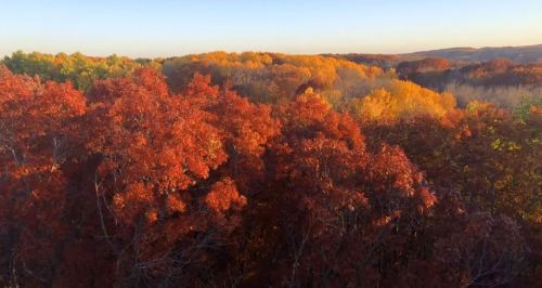Vibrant autumn foliage with red and orange leaves against a backdrop of golden trees and a clear sky.