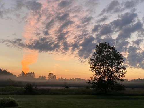 A serene sunrise with pink clouds, mist over a field, and a silhouette of a tree in the foreground.
