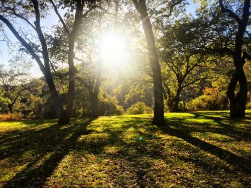 Sunlight filters through trees in a serene park, casting long shadows on the vibrant green grass.