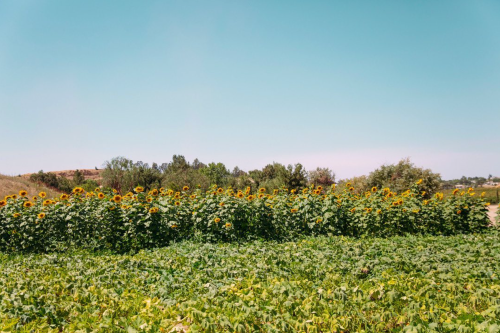 A vibrant field of sunflowers against a clear blue sky, surrounded by green foliage and distant trees.