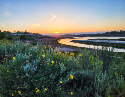 A serene sunset over a river, with wildflowers in the foreground and a colorful sky reflecting on the water.