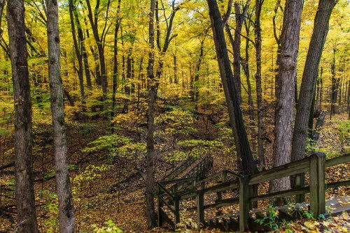 A serene forest scene with vibrant yellow leaves, wooden stairs winding through tall trees in autumn.