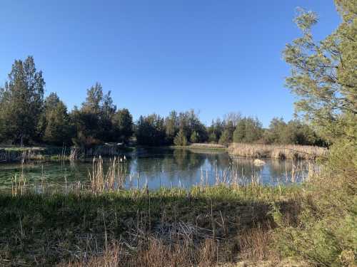 A serene pond surrounded by tall grasses and trees under a clear blue sky.