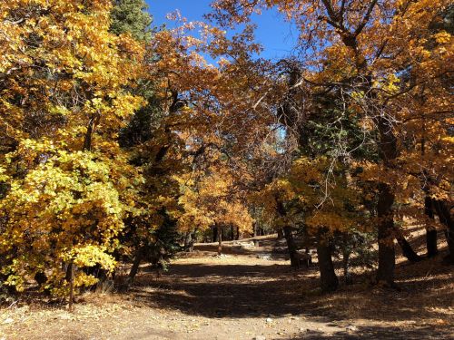 A serene forest path surrounded by vibrant autumn foliage in shades of yellow and orange under a clear blue sky.