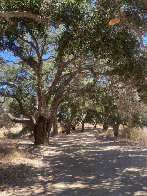 A dirt path lined with large trees, creating a shaded walkway under a clear blue sky.