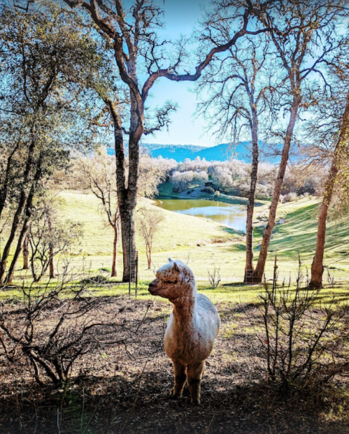 A fluffy alpaca stands in a scenic landscape with trees and a serene lake in the background.