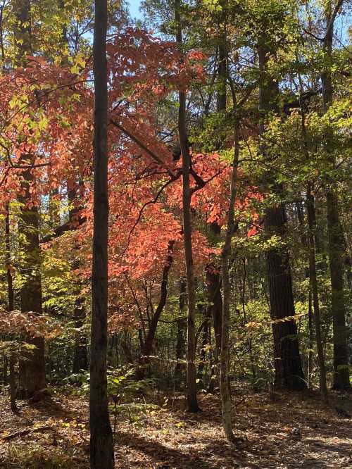 A serene forest scene with trees displaying vibrant autumn leaves in shades of red and orange.