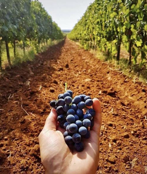 A hand holding a bunch of dark grapes in a vineyard, with rows of grapevines stretching into the distance.