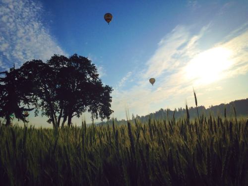 Two hot air balloons float above a field of tall grass, with a large tree silhouetted against a blue sky.