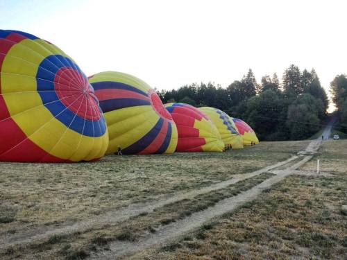 Colorful hot air balloons are partially inflated on a grassy field, with trees and a path in the background.