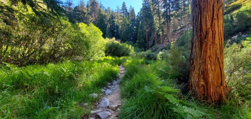 A serene forest path surrounded by lush greenery and tall trees under a clear blue sky.