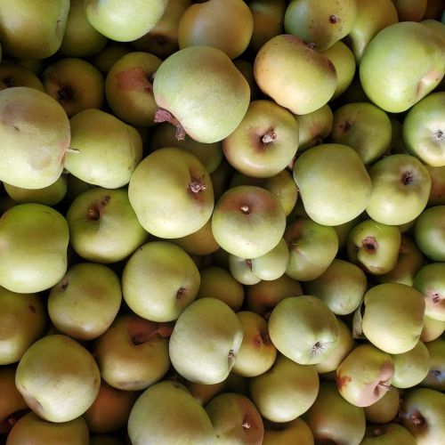 A close-up of a pile of green apples, showcasing their smooth skin and varying sizes.