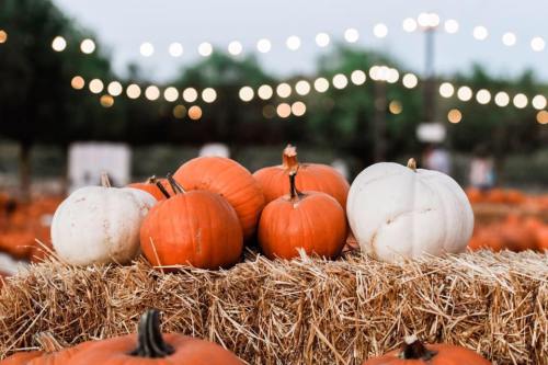 A pile of orange and white pumpkins on a hay bale, with soft lights glowing in the background.