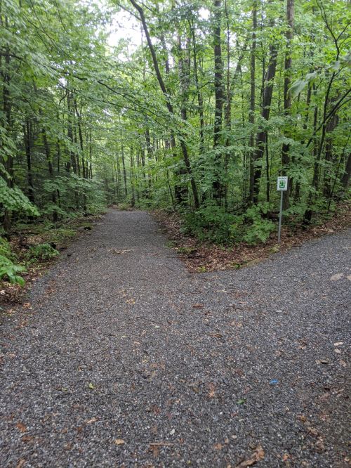 A gravel path splits into two directions, surrounded by lush green trees and foliage.