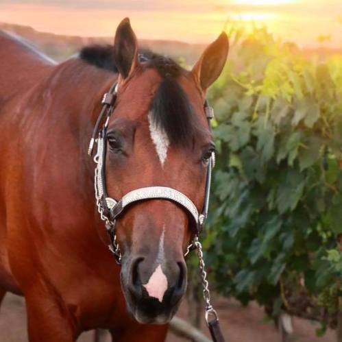 A close-up of a brown horse wearing a decorative bridle, with a sunset in the background.