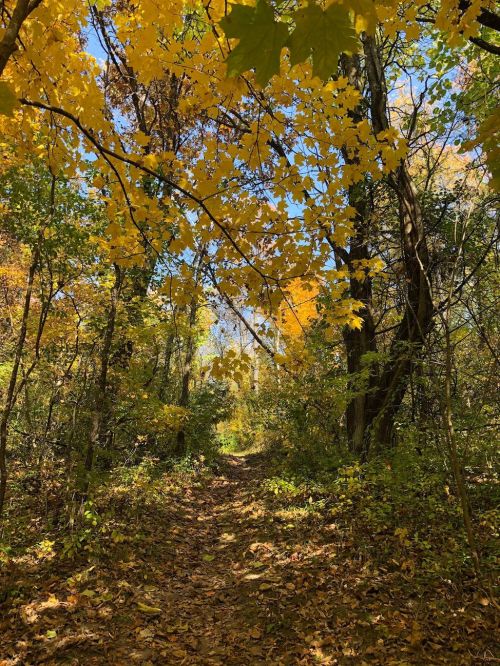A serene forest path lined with trees displaying vibrant autumn leaves under a clear blue sky.