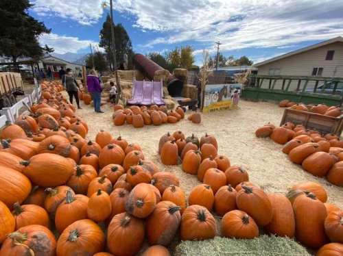 A pumpkin patch filled with numerous orange pumpkins, with people walking and a playground in the background.