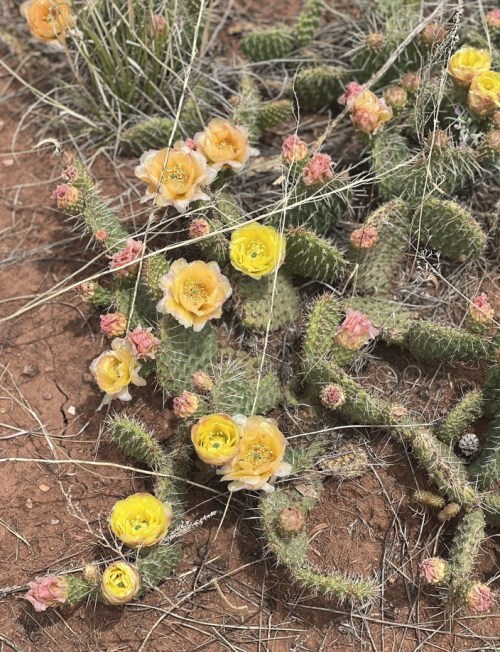 A cluster of blooming cacti with yellow and pink flowers on a dry, reddish-brown ground.