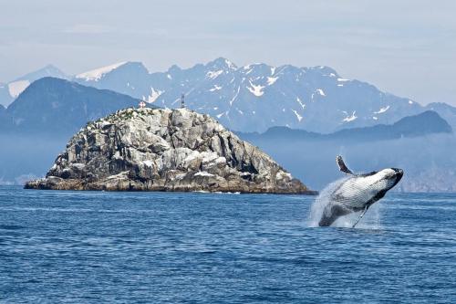 A whale breaches the water near a rocky island with snow-capped mountains in the background.