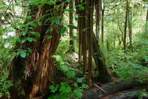 Lush green forest with tall trees, dense foliage, and sunlight filtering through the leaves.