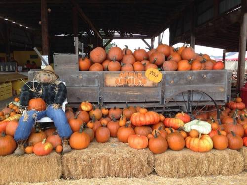 A rustic display of pumpkins and a scarecrow in front of a wooden cart at a fall festival.