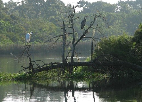 Two herons perched on bare branches over a calm lake, surrounded by lush greenery and soft morning light.