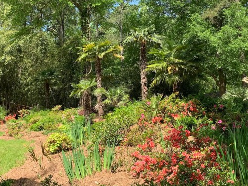 Lush garden with vibrant flowers, palm trees, and greenery under a clear blue sky.